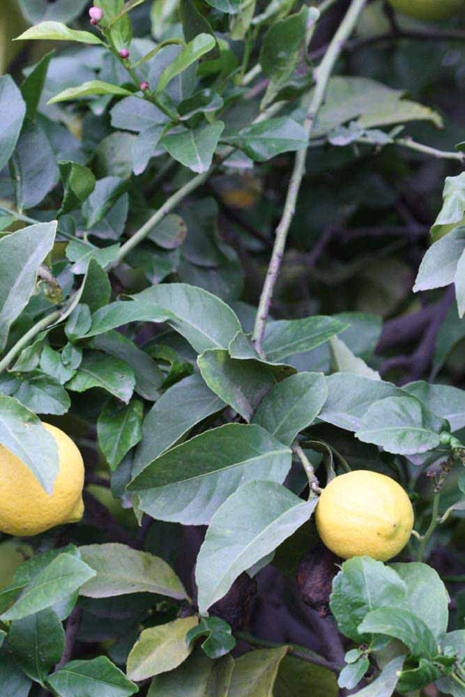               Sun leaves (Cook, Riverside,   CA)   